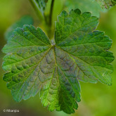 Groseillier Red Lake Bio