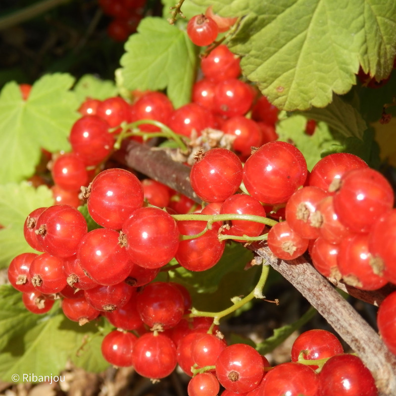 Groseillier Red Lake Bio