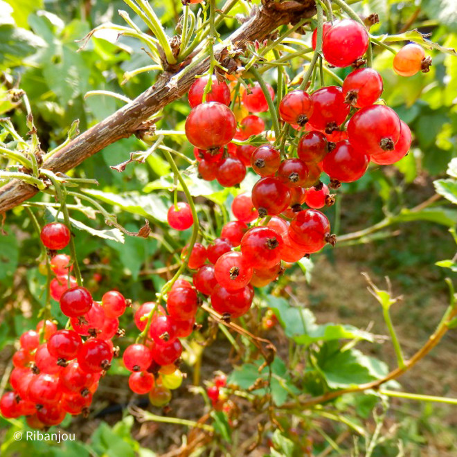 Groseillier Mulka Bio