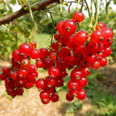 Groseillier Mulka Bio