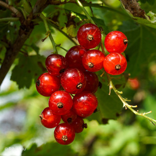 Groseillier London Market Bio