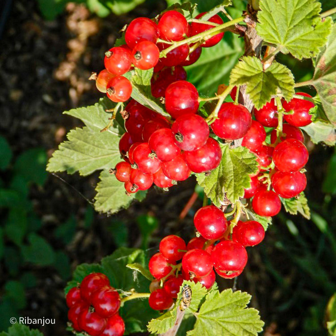 Groseillier London Market Bio