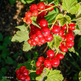 Groseillier London Market Bio