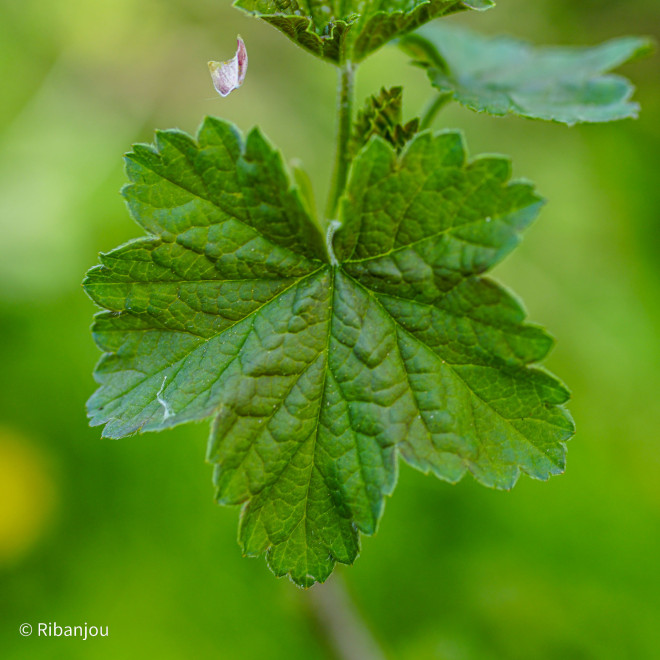 Groseillier Laxton's Perfection Bio