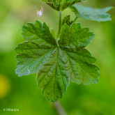 Groseillier Laxton's Perfection Bio