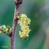 Groseillier Laxton's Perfection Bio