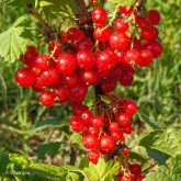 Groseillier Laxton's Perfection Bio