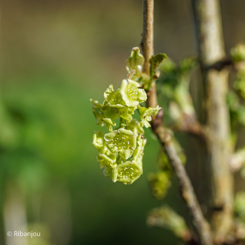 Groseillier La Turinoise Bio