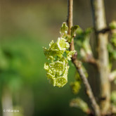 Groseillier La Turinoise Bio
