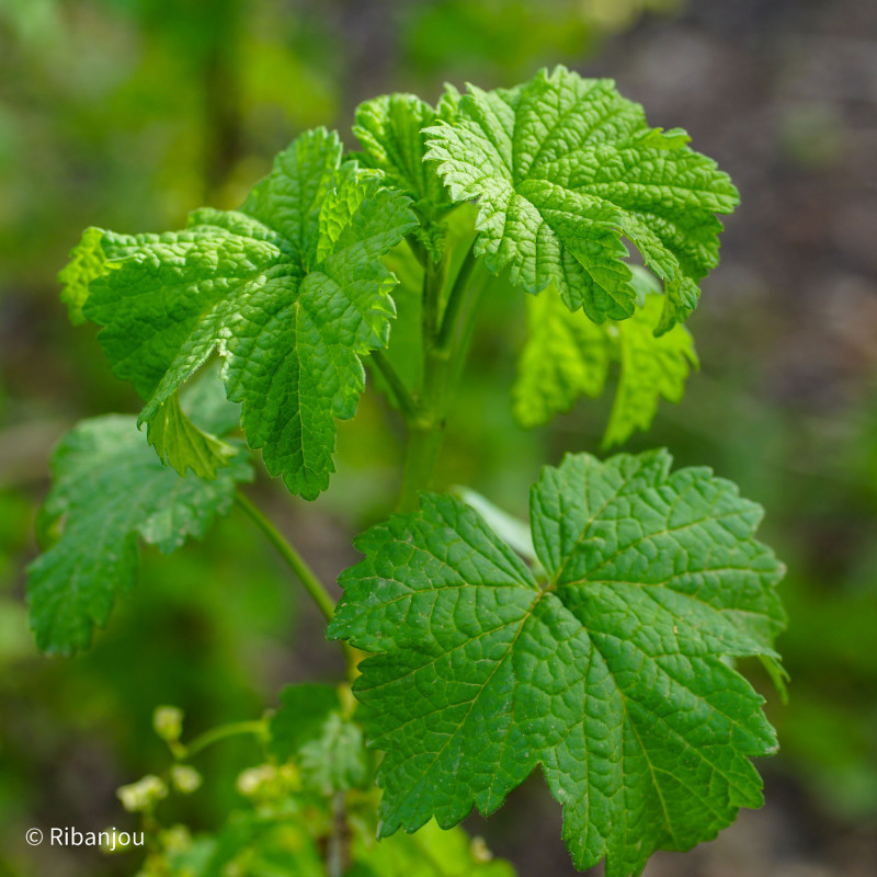 Groseillier La Turinoise Bio