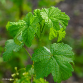 Groseillier La Turinoise Bio