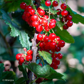 Groseillier La Turinoise Bio