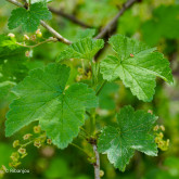 Groseillier Junifer Bio