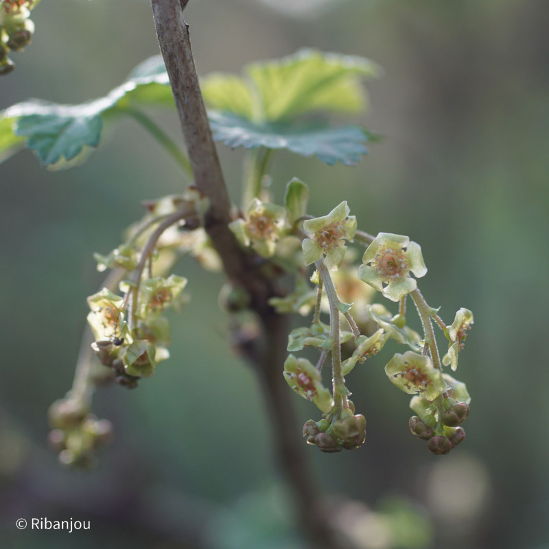 Groseillier Junifer Bio