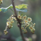 Groseillier Junifer Bio