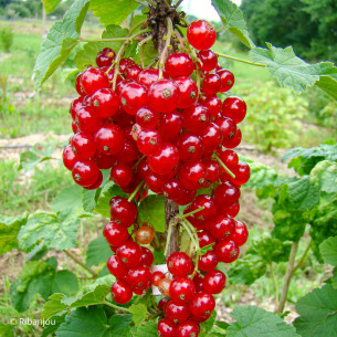 Groseillier Junifer Bio