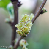 Groseillier Jonkheer Van Tets Bio