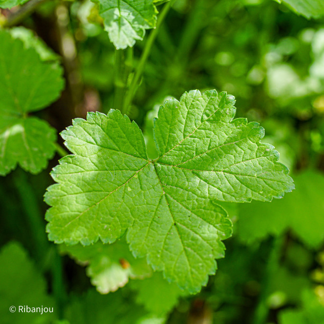 Groseillier Jonkheer Van Tets Bio