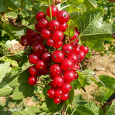 Groseillier Jonkheer Van Tets Bio