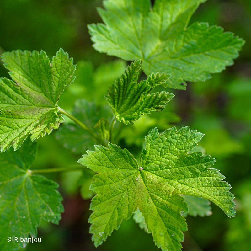 Groseillier Heros Bio