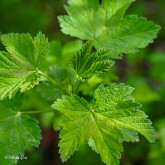 Groseillier Heros Bio