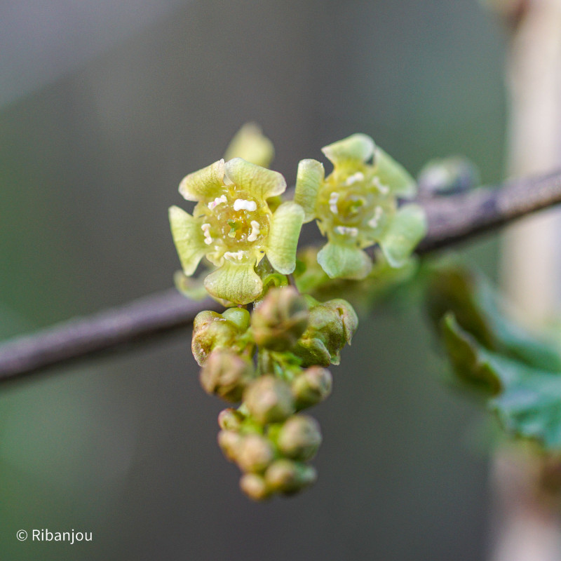 Groseillier Heros Bio