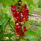 Groseillier Heros Bio