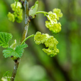 Groseillier Gloire des Sablons Bio