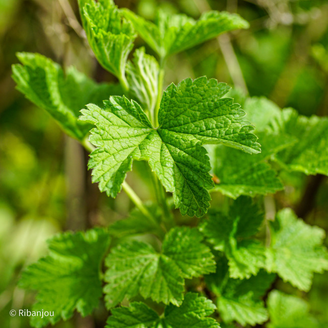 Groseillier Gloire des Sablons Bio