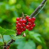 Groseillier Fertile de Palluau Bio