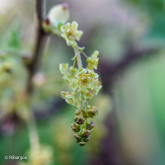 Groseillier Fertile de Palluau Bio