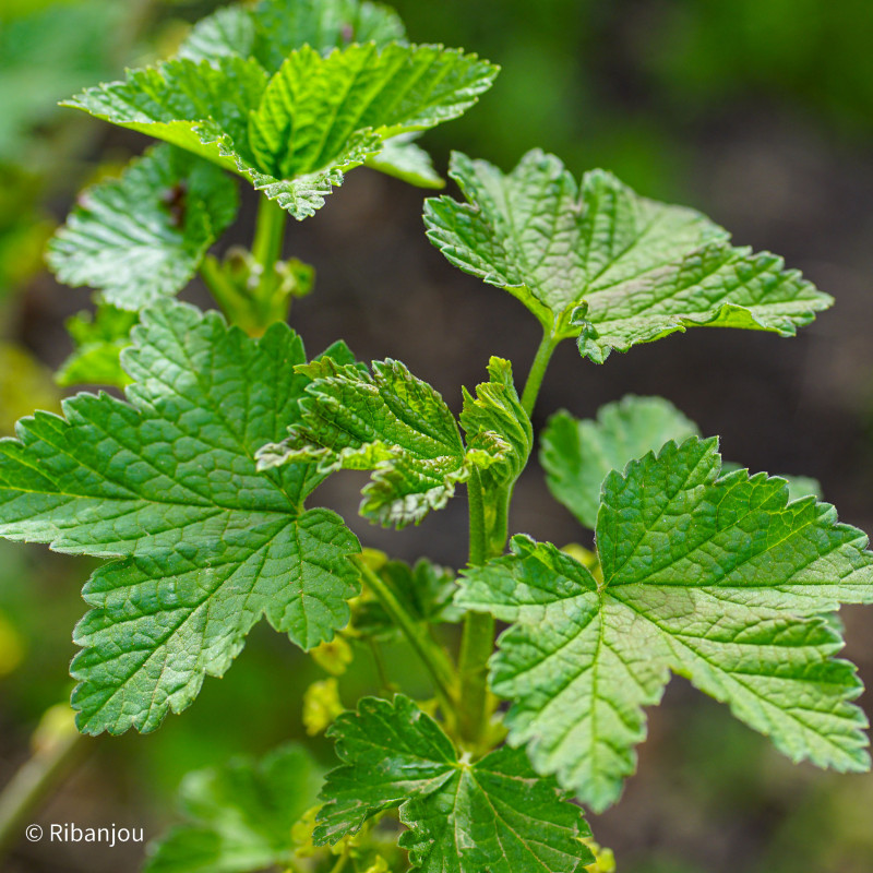Groseillier Fertile de Palluau Bio