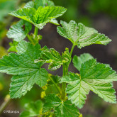 Groseillier Fertile de Palluau Bio