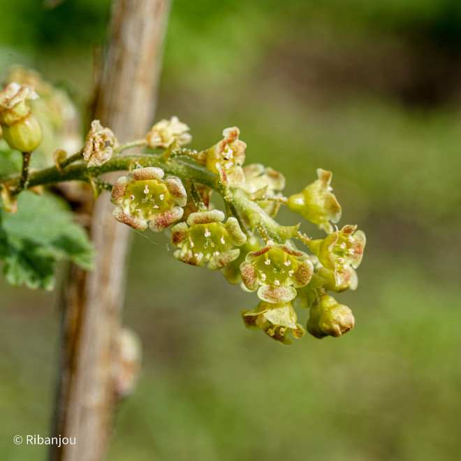 Groseillier Fertodi Longues Grappes