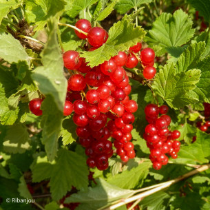 Groseillier Fertodi Longues Grappes