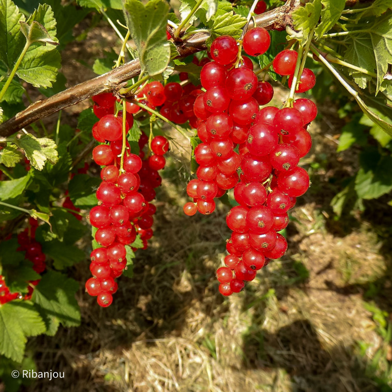 Groseillier Fertodi Longues Grappes Groseillier Fertodi Longues Grappes