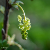 Groseillier Cerise Blanche Bio
