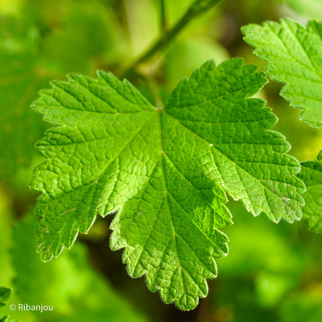 Groseillier Cerise Blanche Bio