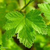 Groseillier Cerise Blanche Bio