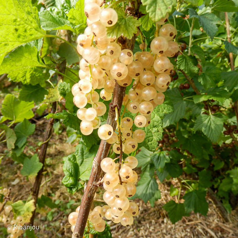 Groseillier Cerise Blanche Bio