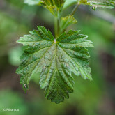 Groseillier Bar le Duc Blanche Bio Groseillier Bar le Duc Blanche Bio