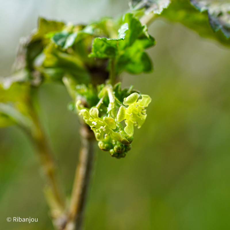 Groseillier Bar le Duc Blanche Bio Groseillier Bar le Duc Blanche Bio