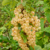 Groseillier Bar le Duc Blanche Bio