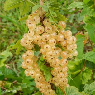 Groseillier Bar le Duc Blanche Bio