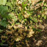 Groseillier Bar le Duc Blanche Bio Groseillier Bar le Duc Blanche Bio