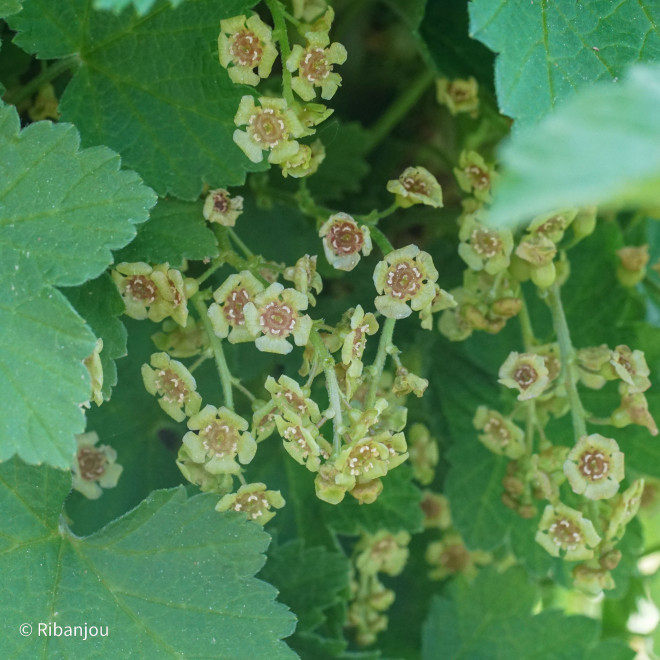 Groseillier Rovada Bio