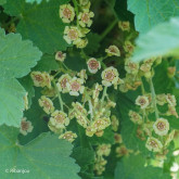 Groseillier Rovada Bio