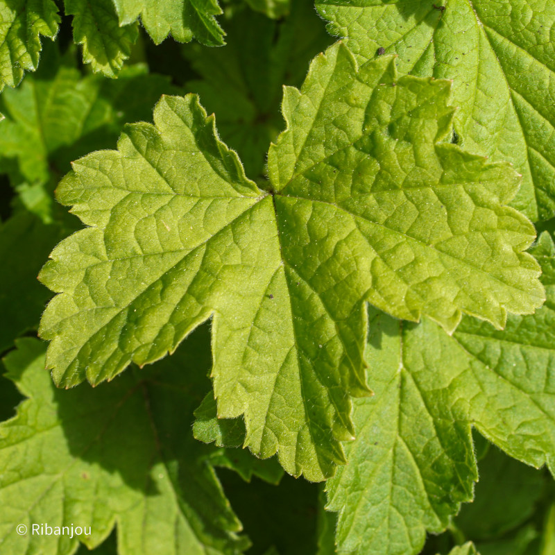 Groseillier Rovada Bio