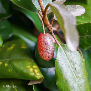 Elaeaegnus Quicksilver Bio