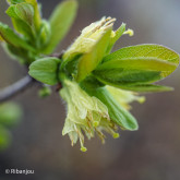 Baies de Mai Maya Bio